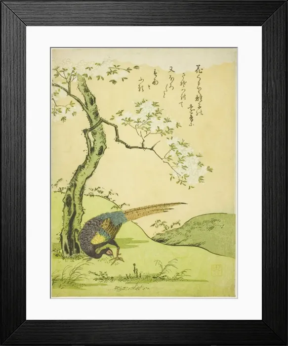 Framed Print : Cherry Tree and Pheasant, Japan, 1765. Creator: Komatsuya Hyakki Framed Print : Cherry Tree and Pheasant, Japan, 1765. Creator: Komatsuya Hyakki