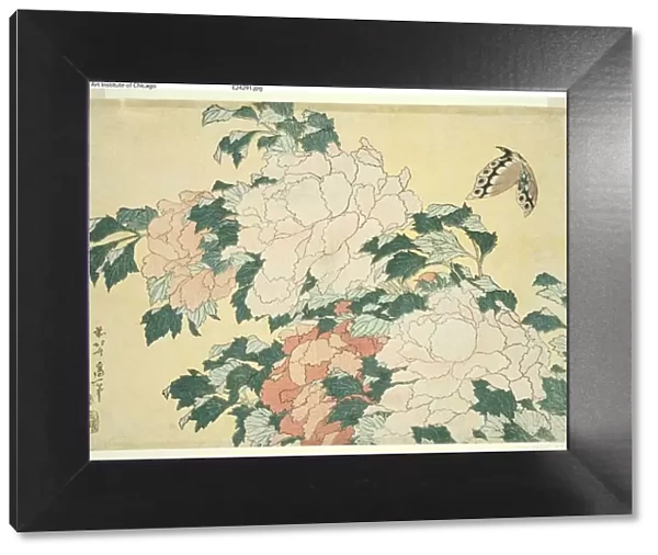 Peonies and Butterfly, from an untitled series of large flowers, Japan, c. 1833  /  34