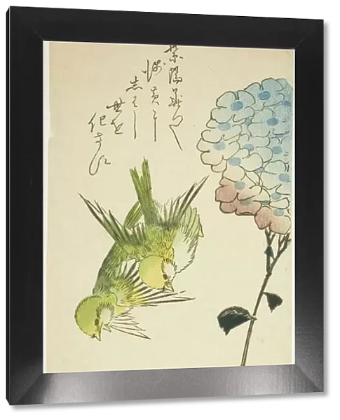 Green birds and hydrangeas, 1830s. Creator: Ando Hiroshige