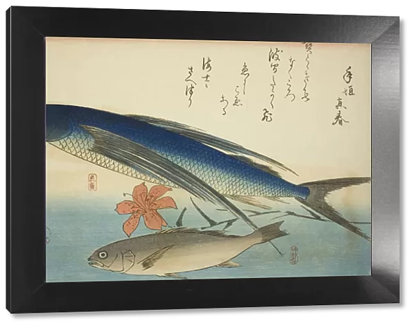 Flying fish and Ichimochi, from an untitled series of fish, c. 1840 / 42. Creator: Ando Hiroshige