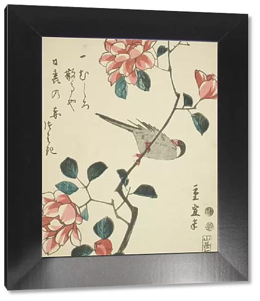 Sparrow on camellia branch, c. 1847 / 52. Creator: Utagawa Hiroshige II