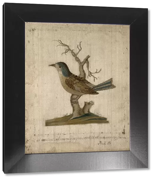 Picture of a Bird, France, 18th century. Creator: Unknown