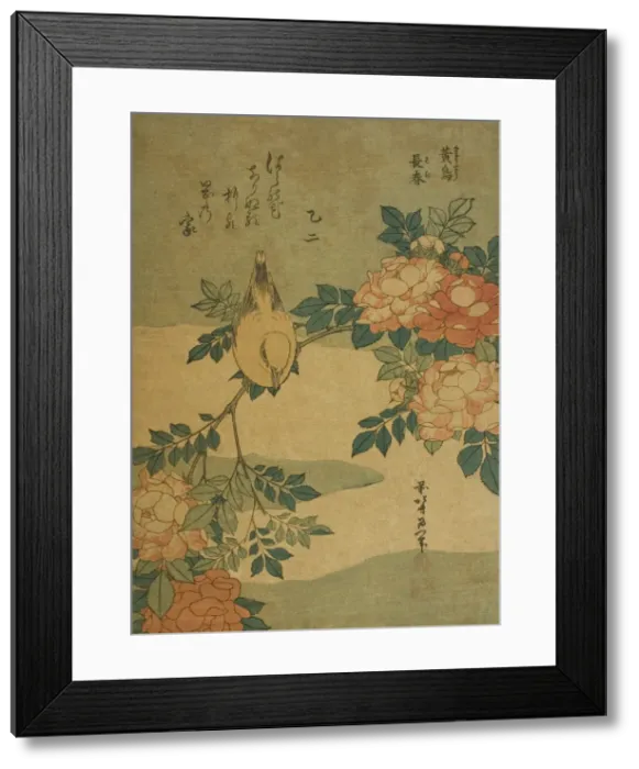 Framed Print : Bush Warbler and Rose (Kocho, bara), from an untitled series of flowers and birds, Japan Framed Print : Bush Warbler and Rose (Kocho, bara), from an untitled series of flowers and birds, Japan