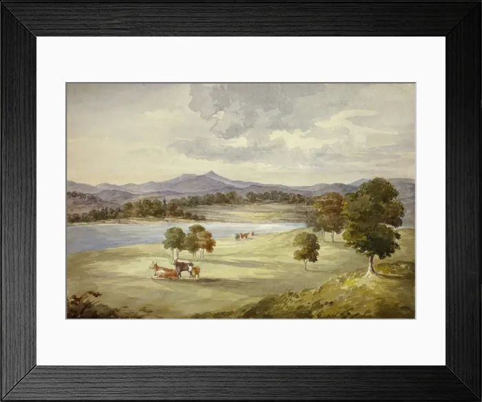 Framed Print : Cows in Landscape, n. d. Creator: Elizabeth Murray Framed Print : Cows in Landscape, n. d. Creator: Elizabeth Murray