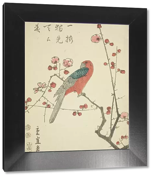 Parrot on plum branch, c. 1848 / 52. Creator: Utagawa Hiroshige II