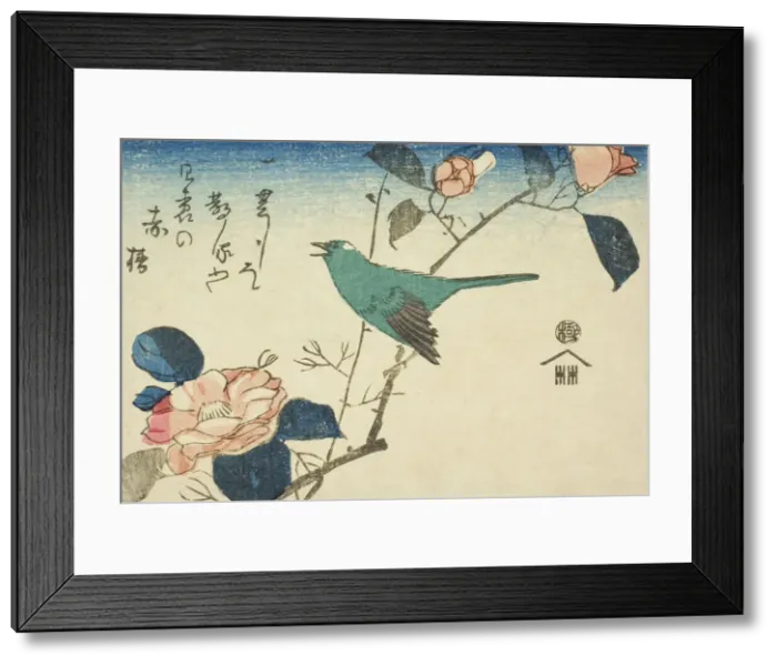 Framed Print : Bush warbler and camellia, n. d. Creator: Ando Hiroshige Framed Print : Bush warbler and camellia, n. d. Creator: Ando Hiroshige