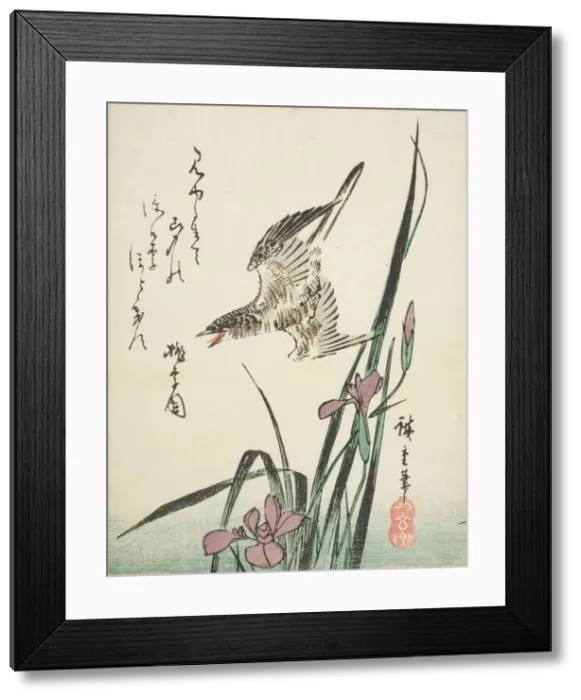 Framed Print : Cuckoo flying over iris, 1830s. Creator: Ando Hiroshige Framed Print : Cuckoo flying over iris, 1830s. Creator: Ando Hiroshige
