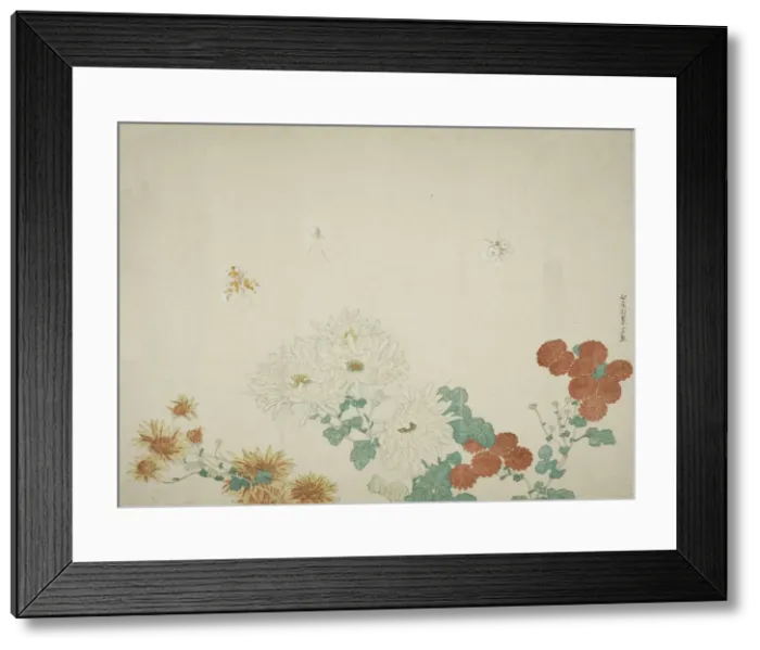 Framed Print : Three Types of Chrysanthemums, Japan, c. 1790. Creator: Kitao Shigemasa Framed Print : Three Types of Chrysanthemums, Japan, c. 1790. Creator: Kitao Shigemasa