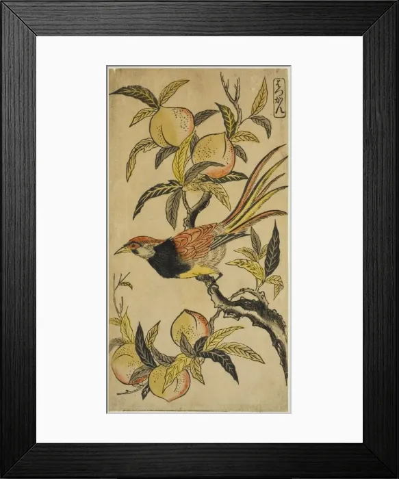 Framed Print : Silver Pheasant (Hakkan), c. 1730. Creator: Nishimura Shigenaga Framed Print : Silver Pheasant (Hakkan), c. 1730. Creator: Nishimura Shigenaga