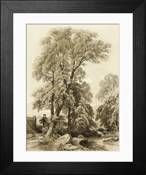 Framed Print : Elm and Birch, from The Park and the Forest, 1841. Creator: James Duffield Harding Framed Print : Elm and Birch, from The Park and the Forest, 1841. Creator: James Duffield Harding