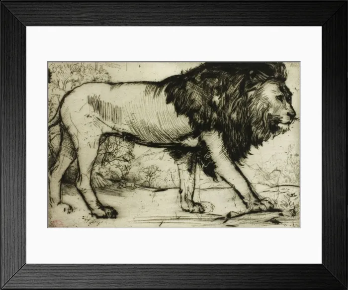 Framed Print : A Lion, 1900. Creator: Donald Shaw MacLaughlan Framed Print : A Lion, 1900. Creator: Donald Shaw MacLaughlan