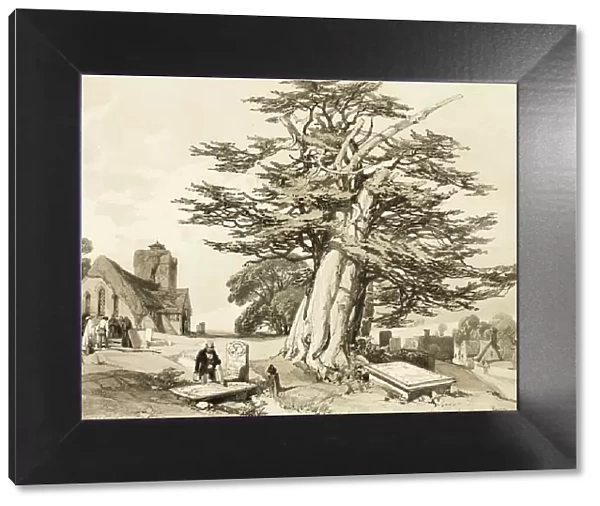 Yew, from The Park and the Forest, 1841. Creator: James Duffield Harding
