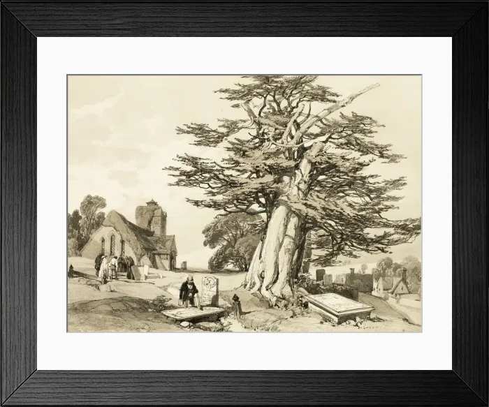 Framed Print : Yew, from The Park and the Forest, 1841. Creator: James Duffield Harding Framed Print : Yew, from The Park and the Forest, 1841. Creator: James Duffield Harding
