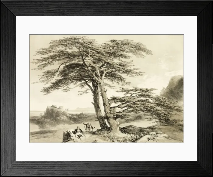 Framed Print : Cedars of Lebanon, from The Park and the Forest, 1841. Creator: James Duffield Harding Framed Print : Cedars of Lebanon, from The Park and the Forest, 1841. Creator: James Duffield Harding