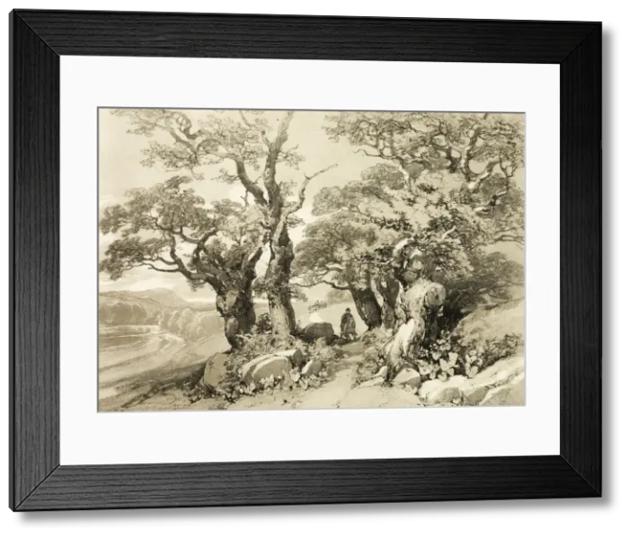 Framed Print : Old Oaks, from The Park and the Forest, 1841. Creator: James Duffield Harding Framed Print : Old Oaks, from The Park and the Forest, 1841. Creator: James Duffield Harding