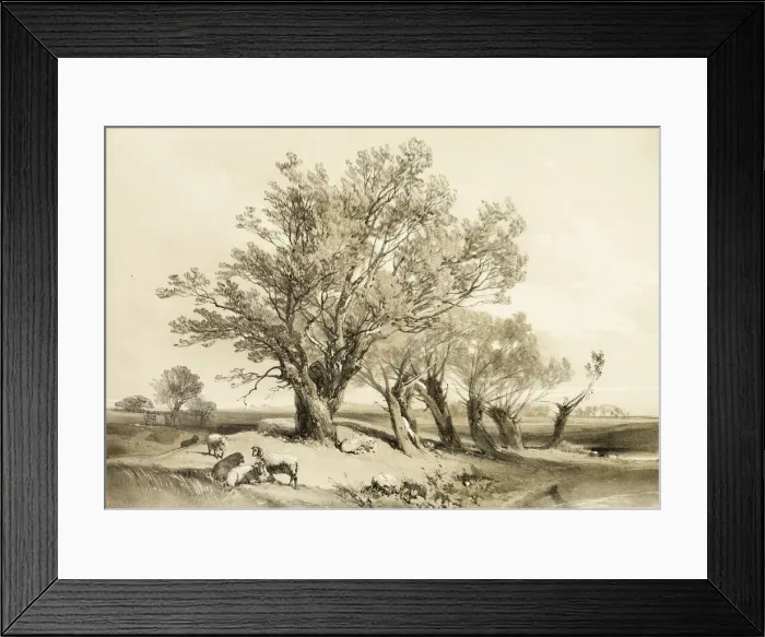 Framed Print : Pollard Willow, from The Park and the Forest, 1841. Creator: James Duffield Harding Framed Print : Pollard Willow, from The Park and the Forest, 1841. Creator: James Duffield Harding