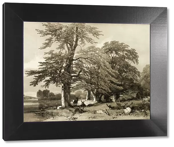 Beech, from The Park and the Forest, 1841. Creator: James Duffield Harding