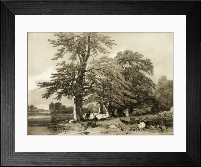 Framed Print : Beech, from The Park and the Forest, 1841. Creator: James Duffield Harding Framed Print : Beech, from The Park and the Forest, 1841. Creator: James Duffield Harding
