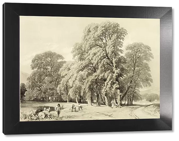 Plane Trees, from The Park and the Forest, 1841. Creator: James Duffield Harding