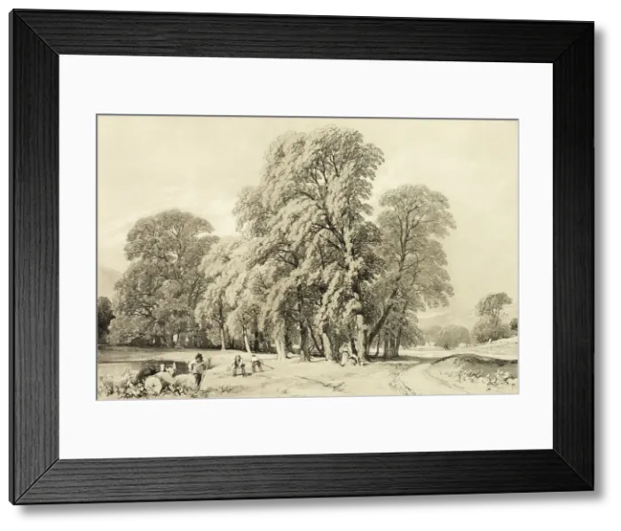 Framed Print : Plane Trees, from The Park and the Forest, 1841. Creator: James Duffield Harding Framed Print : Plane Trees, from The Park and the Forest, 1841. Creator: James Duffield Harding
