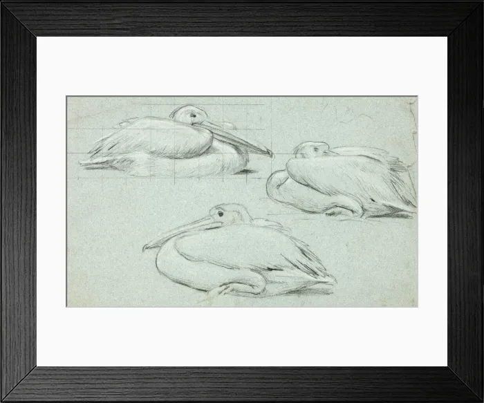 Framed Print : Three Sketches of Pelicans, n. d. Creator: Henry Stacy Marks Framed Print : Three Sketches of Pelicans, n. d. Creator: Henry Stacy Marks