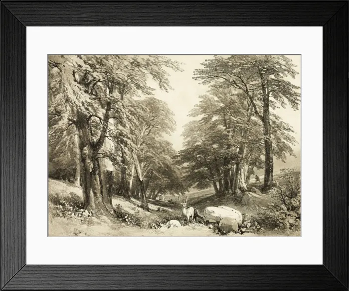 Framed Print : Beech Trees in Arundale Park, from The Park and the Forest, 1841 Framed Print : Beech Trees in Arundale Park, from The Park and the Forest, 1841