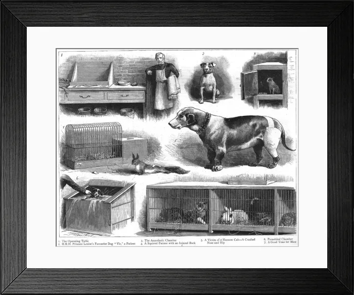 Framed Print : The Animals Institute-A Hospital for Horses, Dogs, Cats, etc 1888. Creator: Unknown Framed Print : The Animals Institute-A Hospital for Horses, Dogs, Cats, etc 1888. Creator: Unknown