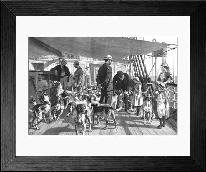 Framed Print : A Pack of Foxhounds passing through the Red Sea on their way to India--Early morning exercise, 18 Creator: Unknown Framed Print : A Pack of Foxhounds passing through the Red Sea on their way to India--Early morning exercise, 18 Creator: Unknown