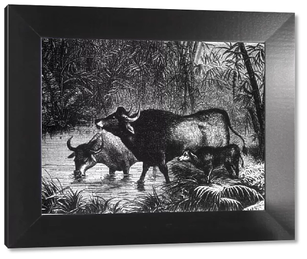 The Indian Bison (Bos Gaurus), c1891. Creator: James Grant