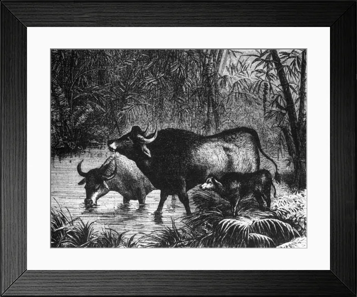 Framed Print : The Indian Bison (Bos Gaurus), c1891. Creator: James Grant Framed Print : The Indian Bison (Bos Gaurus), c1891. Creator: James Grant