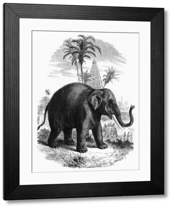 Framed Print : The Elephant of India, c1891. Creator: James Grant Framed Print : The Elephant of India, c1891. Creator: James Grant