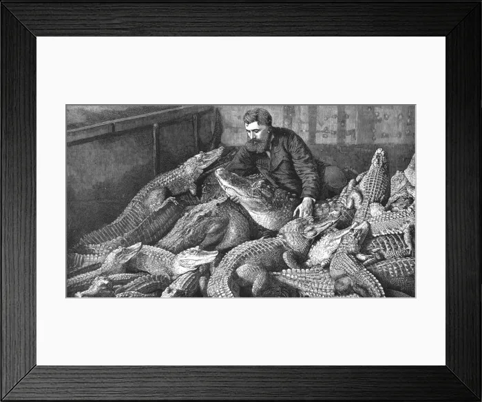 Framed Print : Mr M. Fernolet Feeding Crocodiles in a Menagerie, at Bone Algeria, 1888. Creator: Unknown Framed Print : Mr M. Fernolet Feeding Crocodiles in a Menagerie, at Bone Algeria, 1888. Creator: Unknown