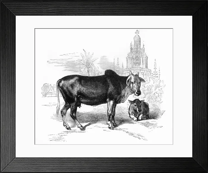 Framed Print : The Sacred Cow of India, c1891. Creator: James Grant Framed Print : The Sacred Cow of India, c1891. Creator: James Grant