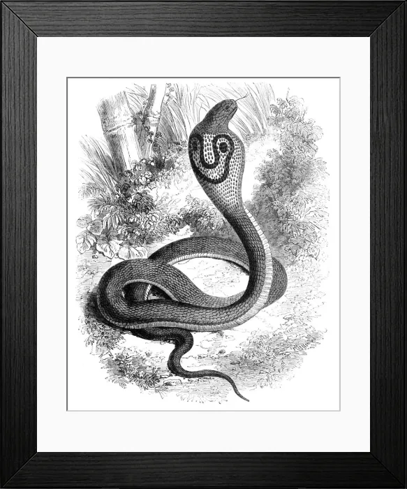 Framed Print : The Cobra Di Capello, c1891. Creator: James Grant Framed Print : The Cobra Di Capello, c1891. Creator: James Grant