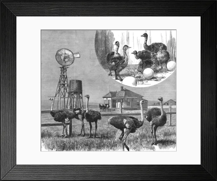 Framed Print : Ostrich Farm at Los Angeles, California, 1888. Creator: Unknown Framed Print : Ostrich Farm at Los Angeles, California, 1888. Creator: Unknown
