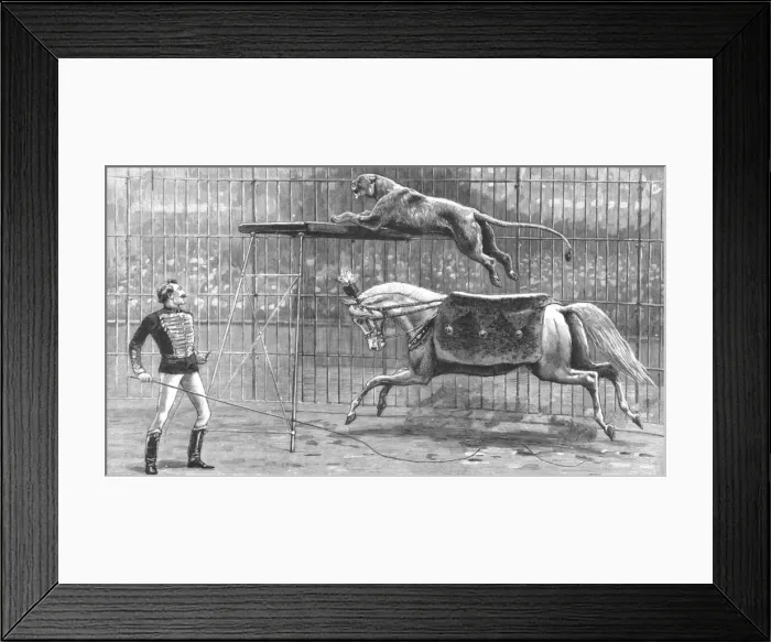 Framed Print : The Circus at Covent Garden Theatre with the Lion going through his performance, 1890. Creator: Unknown Framed Print : The Circus at Covent Garden Theatre with the Lion going through his performance, 1890. Creator: Unknown