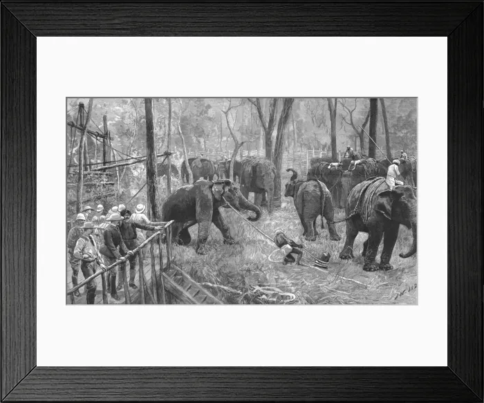 Framed Print : Prince Albert Victor in India--Elephant catching in Mysore, 1890. Creator: Unknown Framed Print : Prince Albert Victor in India--Elephant catching in Mysore, 1890. Creator: Unknown