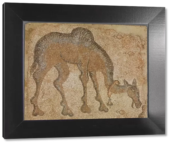 Mosaic Fragment with Grazing Camel, 5th century. Creator: Unknown