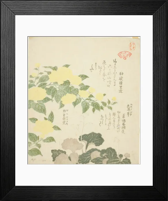 Framed Print : Yellow Roses (Yae yamabuki) and Creeping Saxifrages (Yukinoshita), from the series Colle... 1810s. Creator: Kubo Shunman Framed Print : Yellow Roses (Yae yamabuki) and Creeping Saxifrages (Yukinoshita), from the series Colle... 1810s. Creator: Kubo Shunman