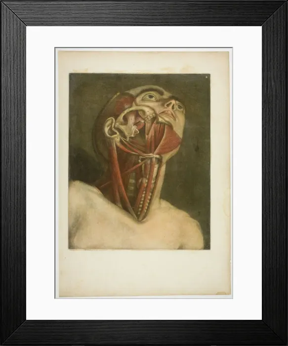 Framed Print : Neck Muscles, plate three from Complete musculature in Natural Size and Color, 1746. Creator: Jacques Fabian Gautier Dagoty Framed Print : Neck Muscles, plate three from Complete musculature in Natural Size and Color, 1746. Creator: Jacques Fabian Gautier Dagoty