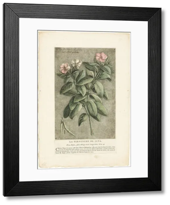 Framed Print : The Periwinkle of Java, from Collection of Usual, Curious, and Foreign Plants, 1767. Creator: Jacques Fabian Gautier Dagoty Framed Print : The Periwinkle of Java, from Collection of Usual, Curious, and Foreign Plants, 1767. Creator: Jacques Fabian Gautier Dagoty
