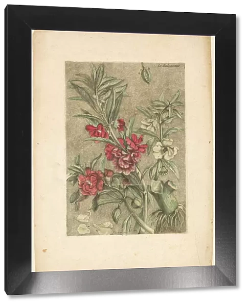 Impatiens, from Collection des plantes usuelles, curieuses, et etrangeres, 1767. Creator: Jacques Fabian Gautier Dagoty