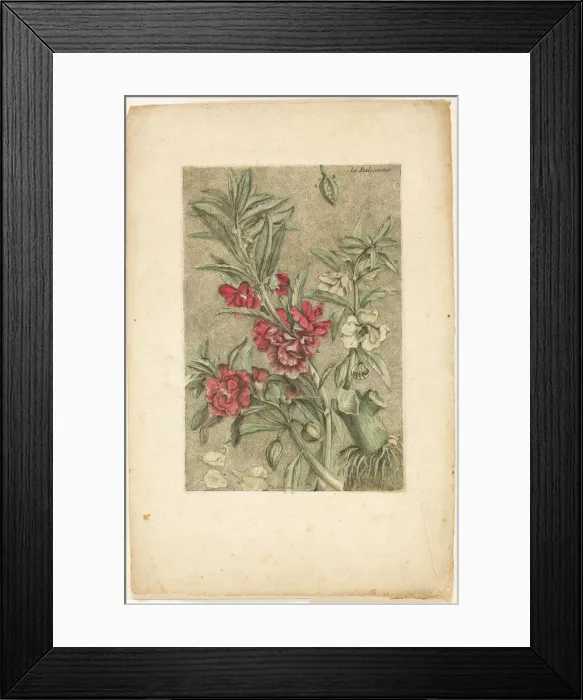 Framed Print : Impatiens, from Collection des plantes usuelles, curieuses, et etrangeres, 1767. Creator: Jacques Fabian Gautier Dagoty Framed Print : Impatiens, from Collection des plantes usuelles, curieuses, et etrangeres, 1767. Creator: Jacques Fabian Gautier Dagoty