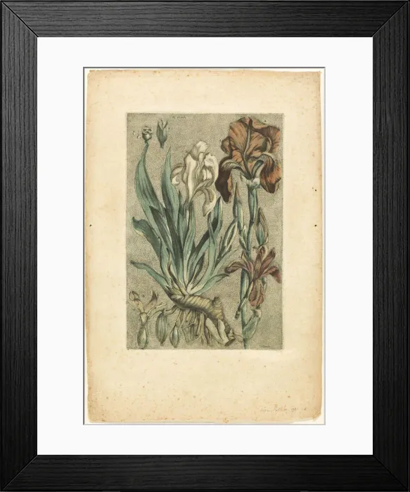 Framed Print : Iris Florentina, from Collection des plantes usuelles, curieuses, et etrangeres, 1767. Creator: Jacques Fabian Gautier Dagoty Framed Print : Iris Florentina, from Collection des plantes usuelles, curieuses, et etrangeres, 1767. Creator: Jacques Fabian Gautier Dagoty