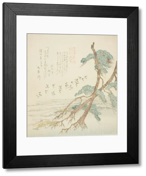 Framed Print : Pine Trees, from the series Tosa Diary for the Shofudai, Hisakataya, and Bu... early 19th century. Creator: Kubo Shunman Framed Print : Pine Trees, from the series Tosa Diary for the Shofudai, Hisakataya, and Bu... early 19th century. Creator: Kubo Shunman