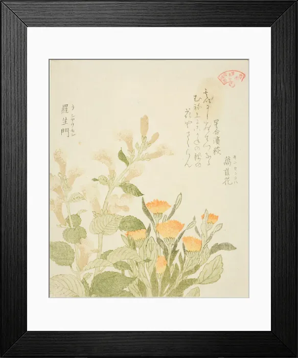 Framed Print : Marigold (Kinsenka) and Rashomon Flowers, from the series Collection of Plants for the... 1810s. Creator: Kubo Shunman Framed Print : Marigold (Kinsenka) and Rashomon Flowers, from the series Collection of Plants for the... 1810s. Creator: Kubo Shunman