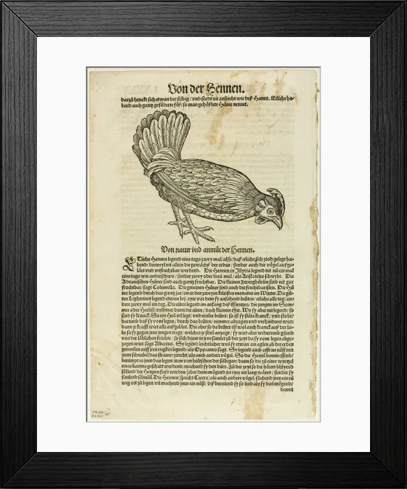 Framed Print : Illustration from Vogelbuch, plate 41 from Woodcuts from Books of the XVI Century... 1937. Creators: Unknown, Max Geisberg Framed Print : Illustration from Vogelbuch, plate 41 from Woodcuts from Books of the XVI Century... 1937. Creators: Unknown, Max Geisberg