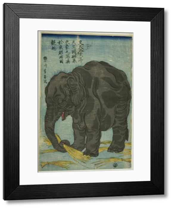 Framed Print : Picture of Large Elephant from India (Tenjiku hakurai dai zo no shashin), An Attraction at... 1863. Creator: Yoshikazu Framed Print : Picture of Large Elephant from India (Tenjiku hakurai dai zo no shashin), An Attraction at... 1863. Creator: Yoshikazu