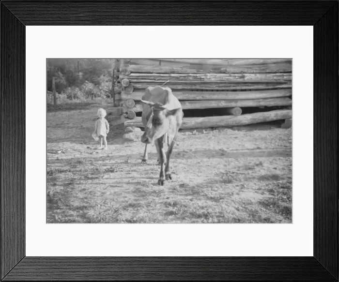 Framed Print : Squeakie Burroughs and cow near the barn, Hale County, Alabama, 1936. Creator: Walker Evans Framed Print : Squeakie Burroughs and cow near the barn, Hale County, Alabama, 1936. Creator: Walker Evans