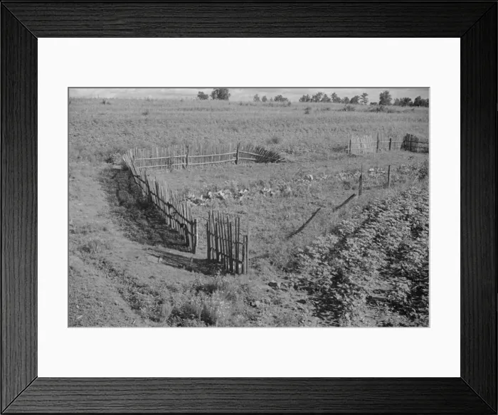 Framed Print : Bud Fields garden, Hale County, Alabama, 1936. Creator: Walker Evans Framed Print : Bud Fields garden, Hale County, Alabama, 1936. Creator: Walker Evans